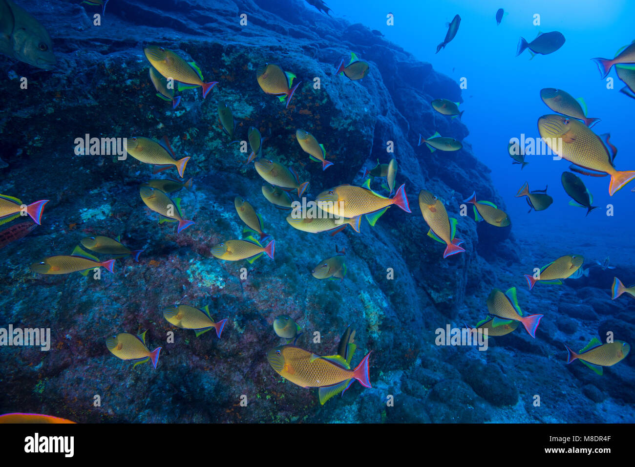 De l'école de nage des poissons jaunes par les roches des fonds marins, Socorro, Baja California, Mexique Banque D'Images