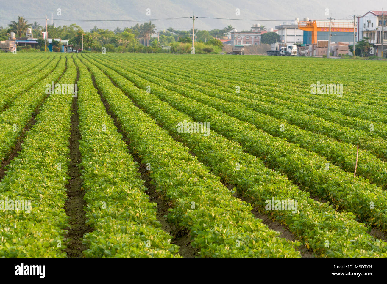 Plantation d'arachides, des rangées de plantes d'arachide, Xincheng Township, comté de Hualien, Taiwan Banque D'Images