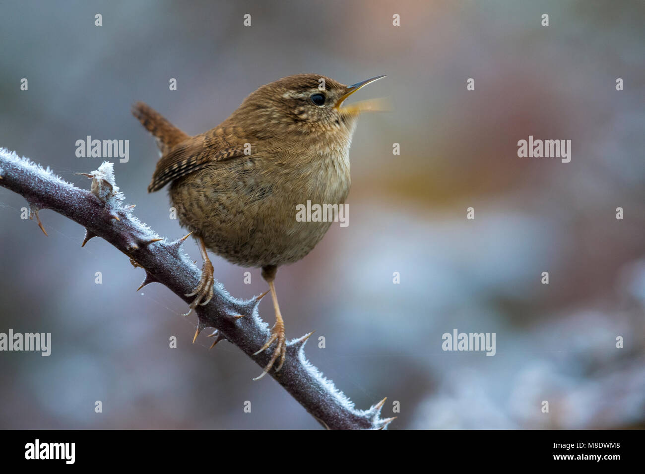 Winterkoning ; Troglodyte mignon Banque D'Images