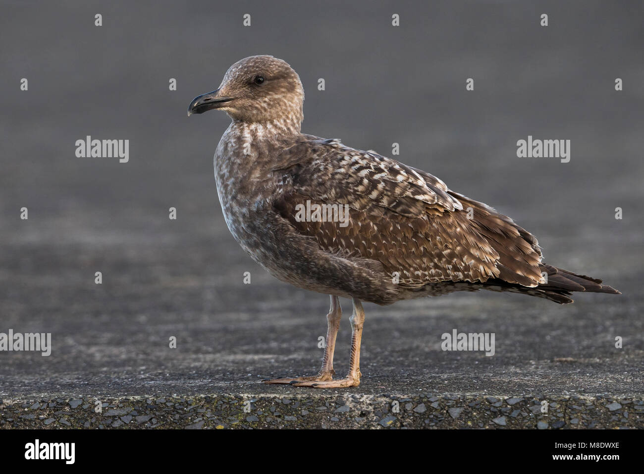 Geelpootmeeuw Azoren ; Açores Yellow-legged Gull Larus michahellis atlantis ssp ; Banque D'Images