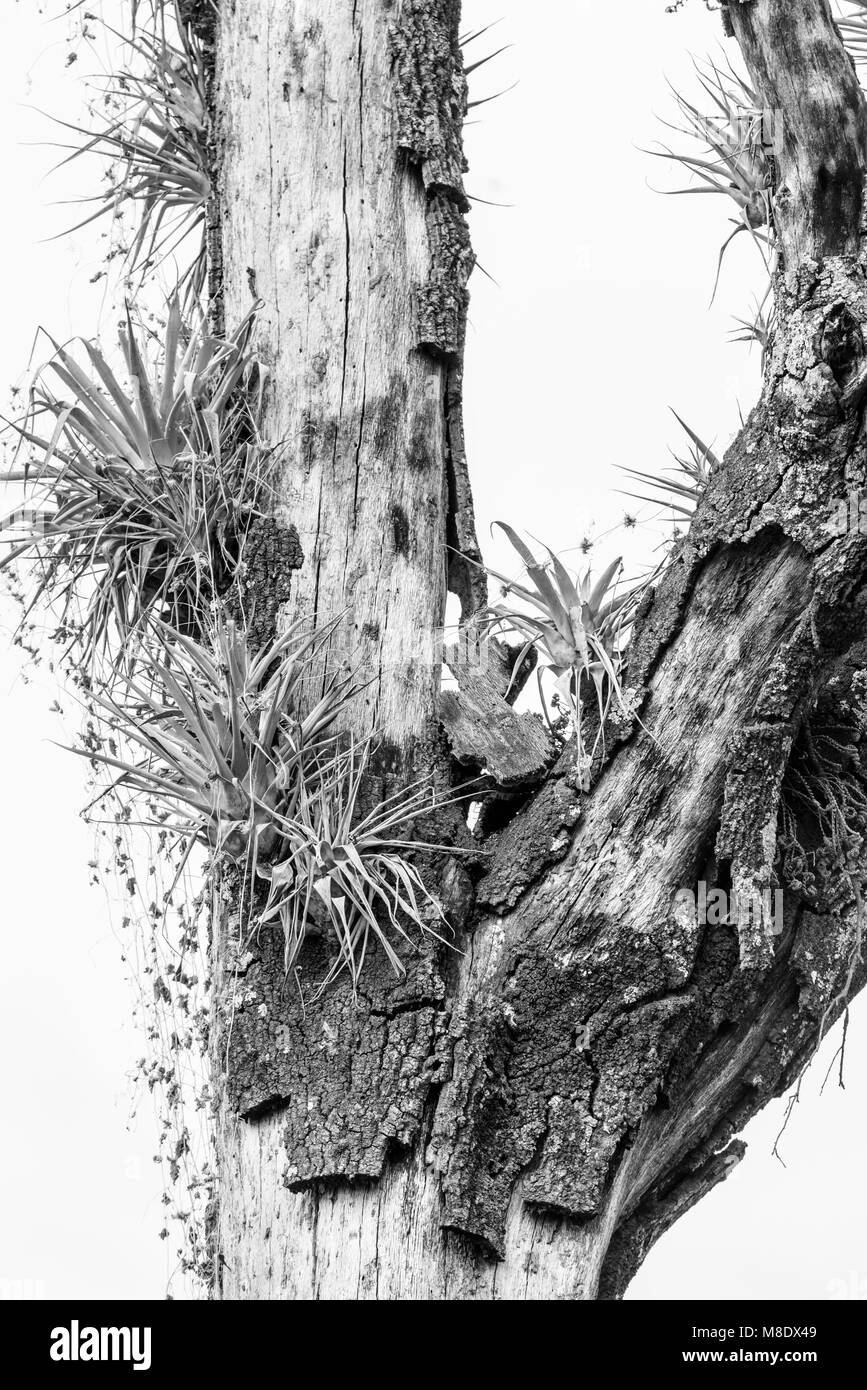 Le noir et blanc l'étude d'un arbre mort avec épiphytes Banque D'Images