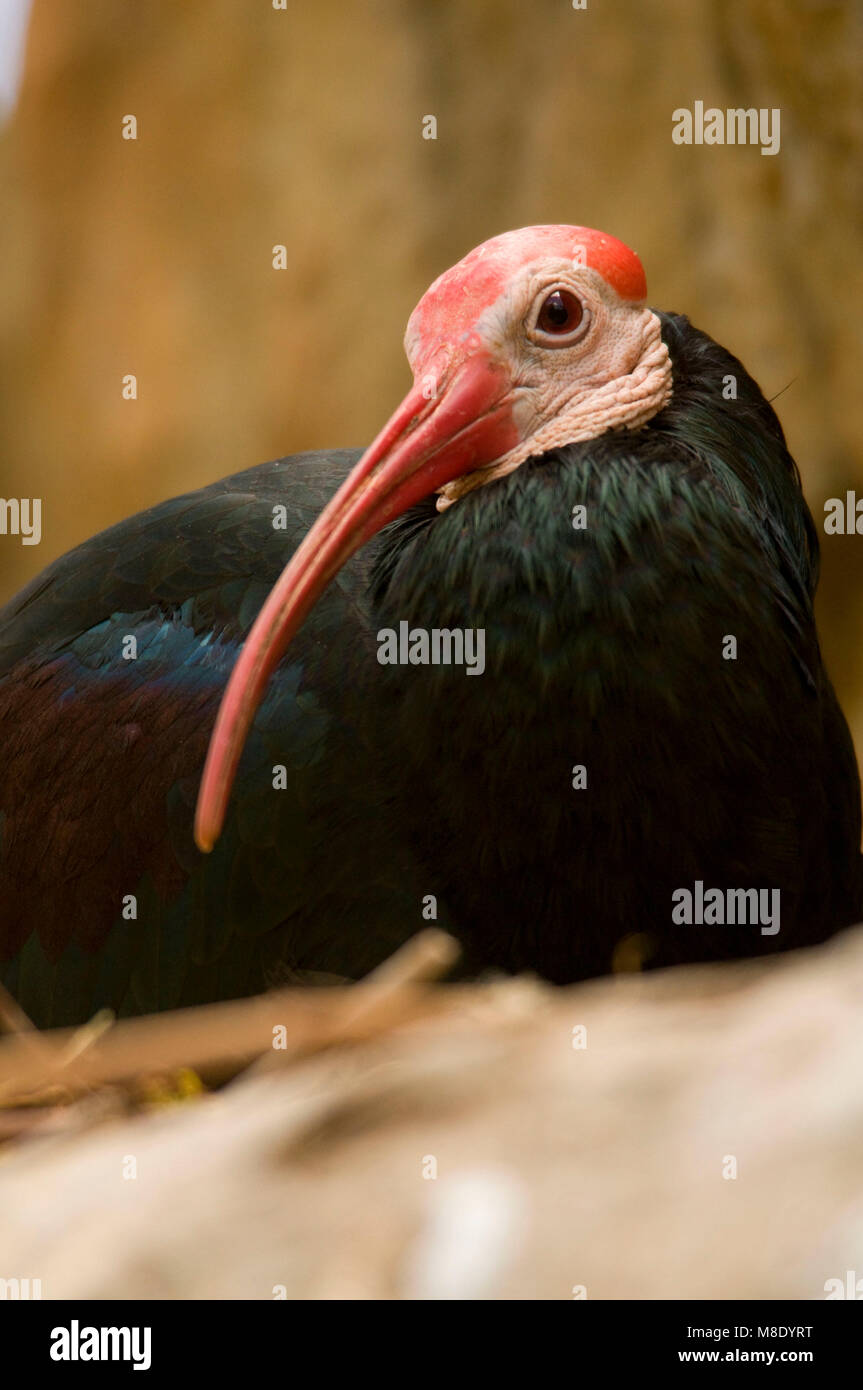 Le sud de l'ibis chauve (Geronticus calvus), San Diego Wild Animal Park, Californie Banque D'Images