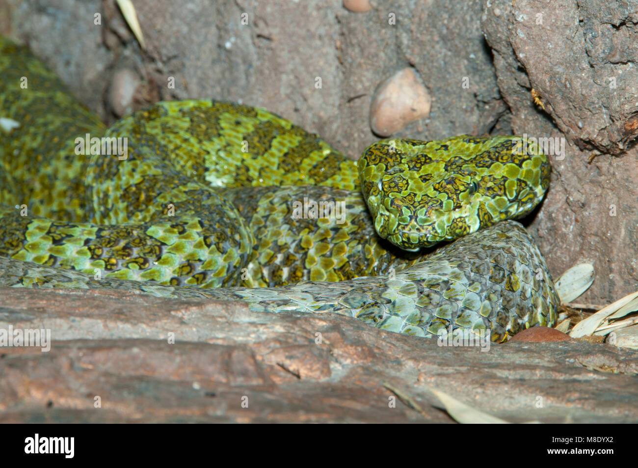 Mang Mountain Pit Viper (Trimeresurus mangshanensis), du Zoo de San Diego, Balboa Park, San Diego, Californie Banque D'Images