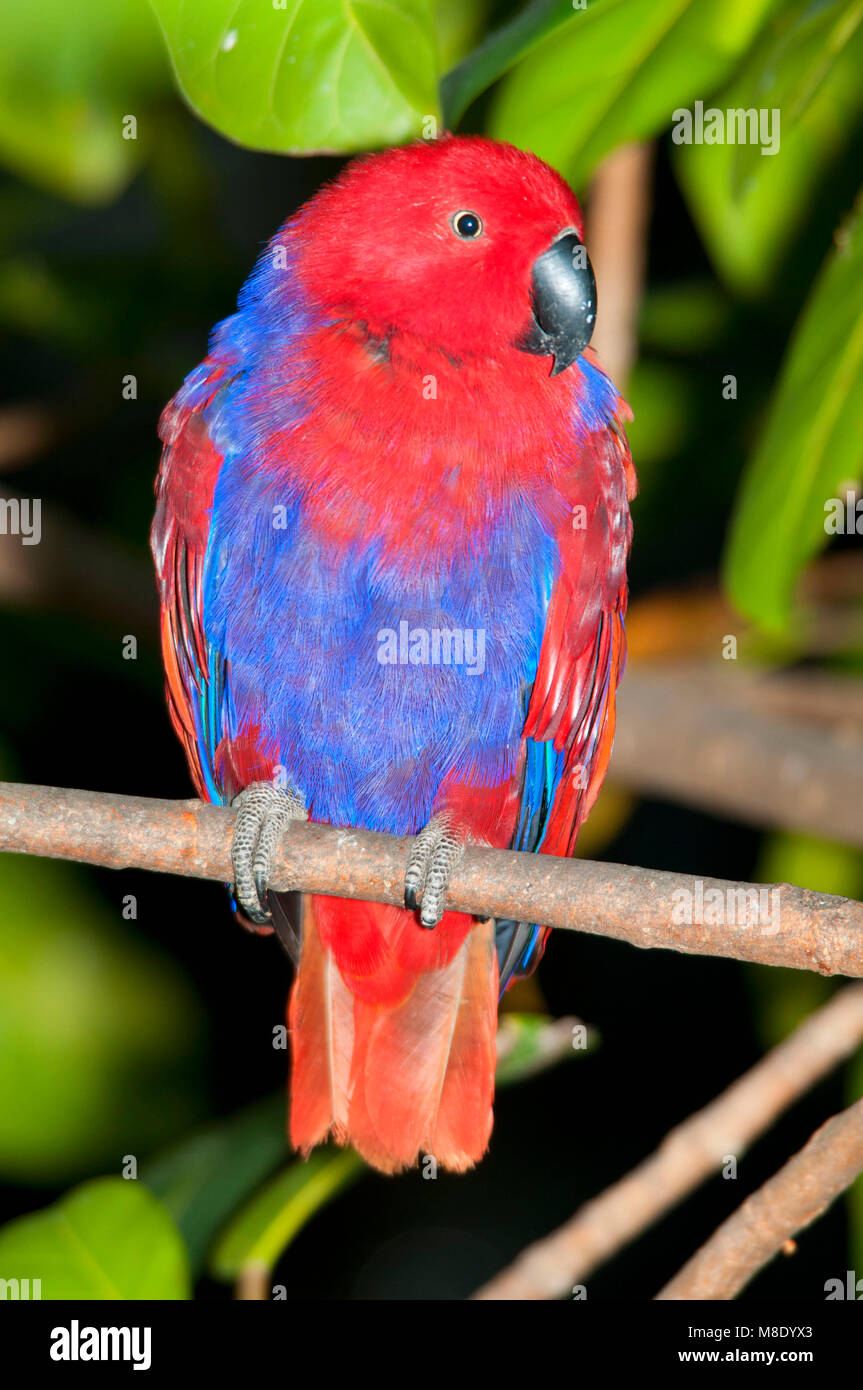 Perroquet Eclectus roratus Eclectus (), du Zoo de San Diego, Balboa Park, San Diego, Californie Banque D'Images