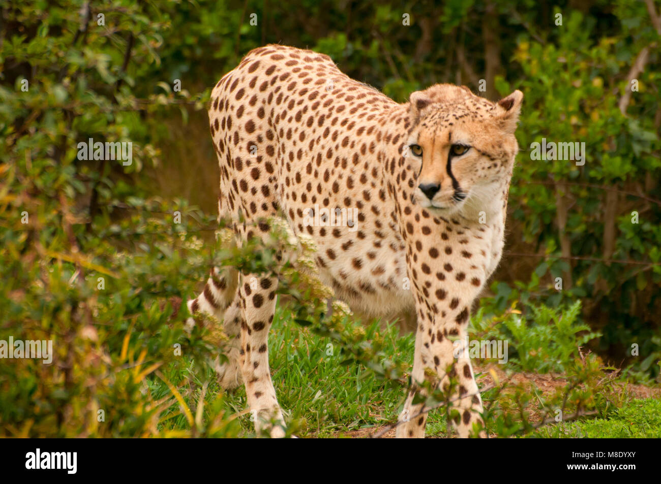 Le Guépard (Acinonyx jubatus), San Diego Zoo Safari Park, San Diego County, Californie Banque D'Images