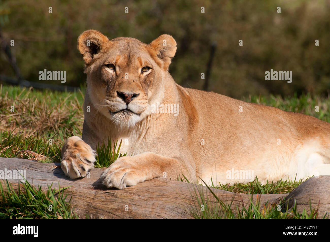 Lion (Panthera leo), San Diego Zoo Safari Park, San Diego County, Californie Banque D'Images