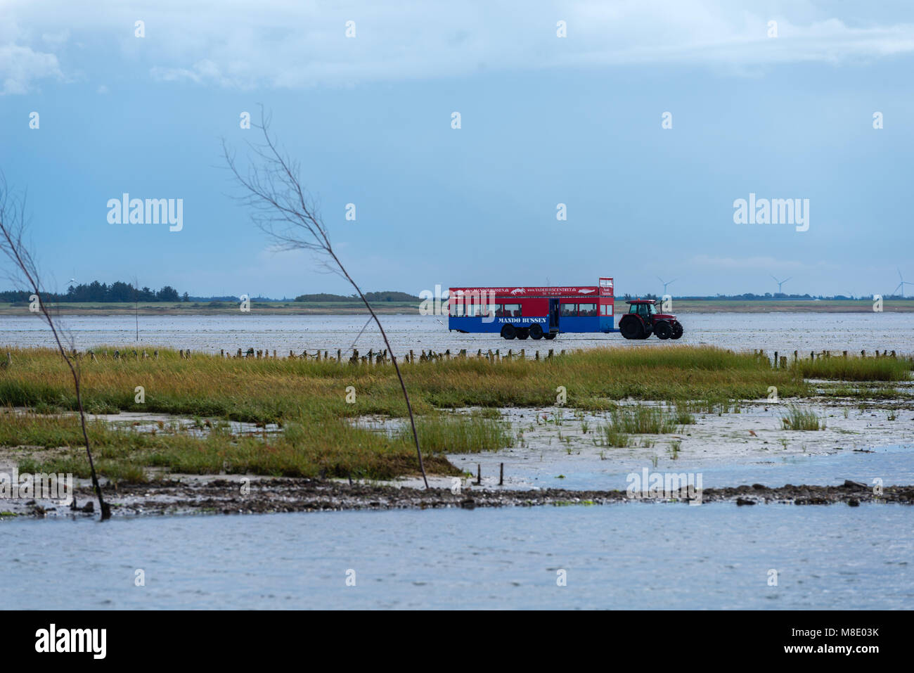 Un tracteur tirant une remorque avec les touristes à travers la mer des Wadden, île de la mer du Nord, Mandø UNESCO du patrimoine mondial naturel, Ribe, Jutland, Danemark Banque D'Images