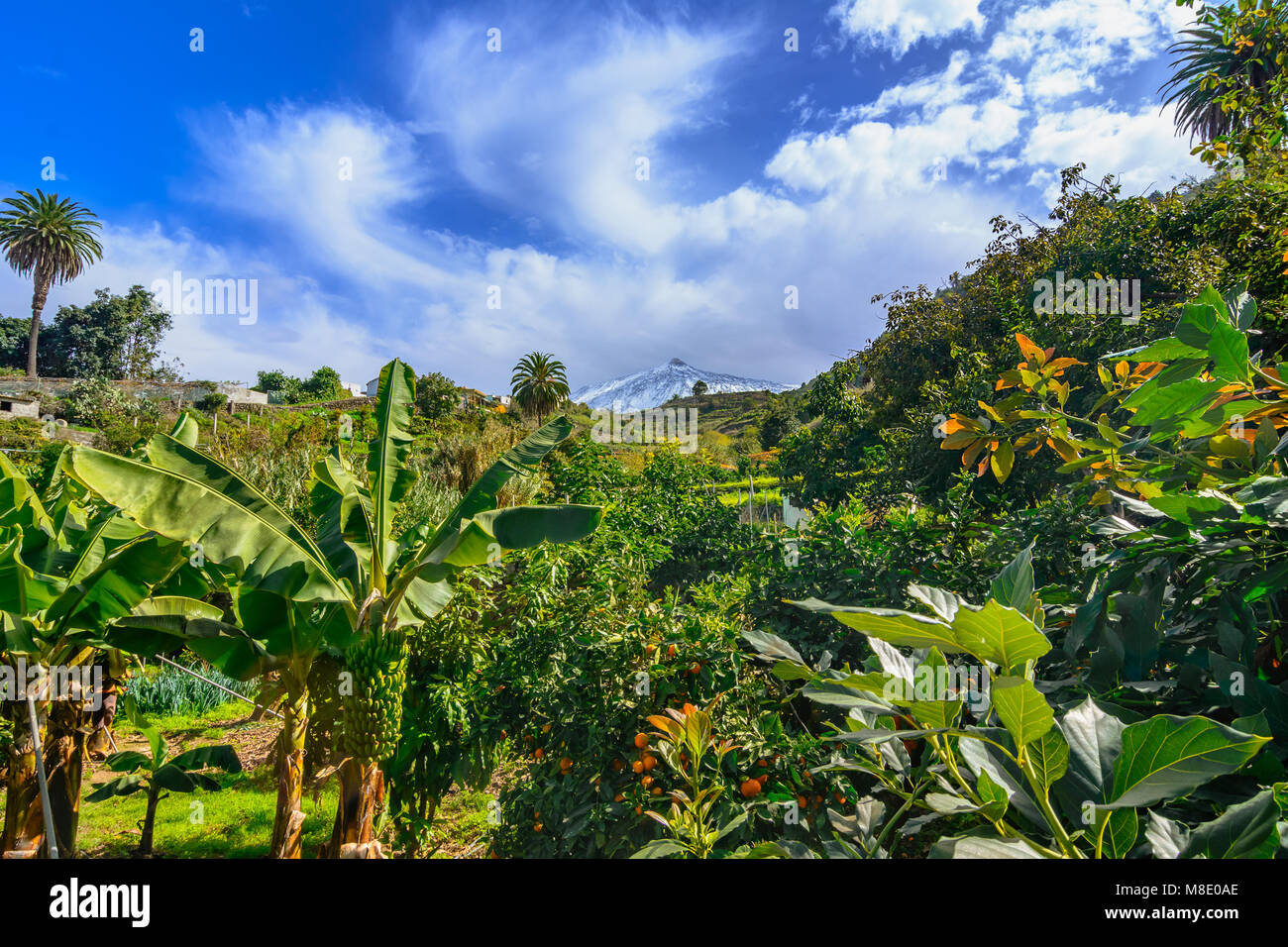 Tenerife, Canaries, Espagne : beau paysage d'une vallée verte avec volcan Teide, recouvert de neige, dans l'arrière-plan. Banque D'Images