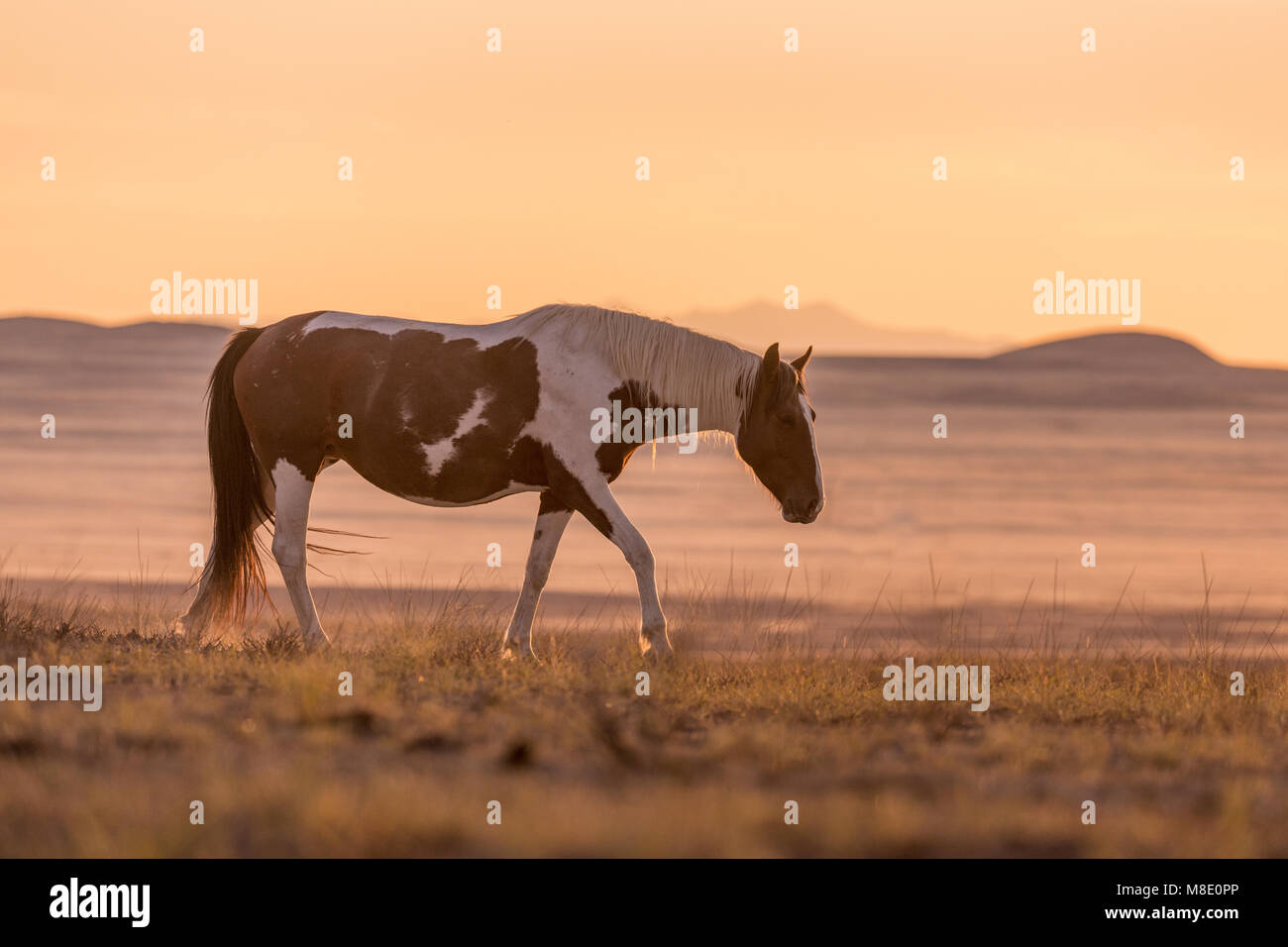 Wild Horse au coucher du soleil dans le désert de l'Utah Banque D'Images