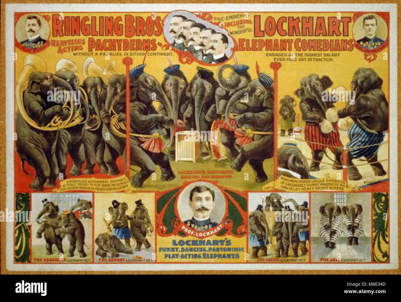 Les éléphants de Ringling Brothers, dirigés par Lockhart, mettent en valeur leurs talents comiques dans un décor de cirque, mettant en évidence les actes entraînés des animaux et leur rôle de divertissement. Banque D'Images