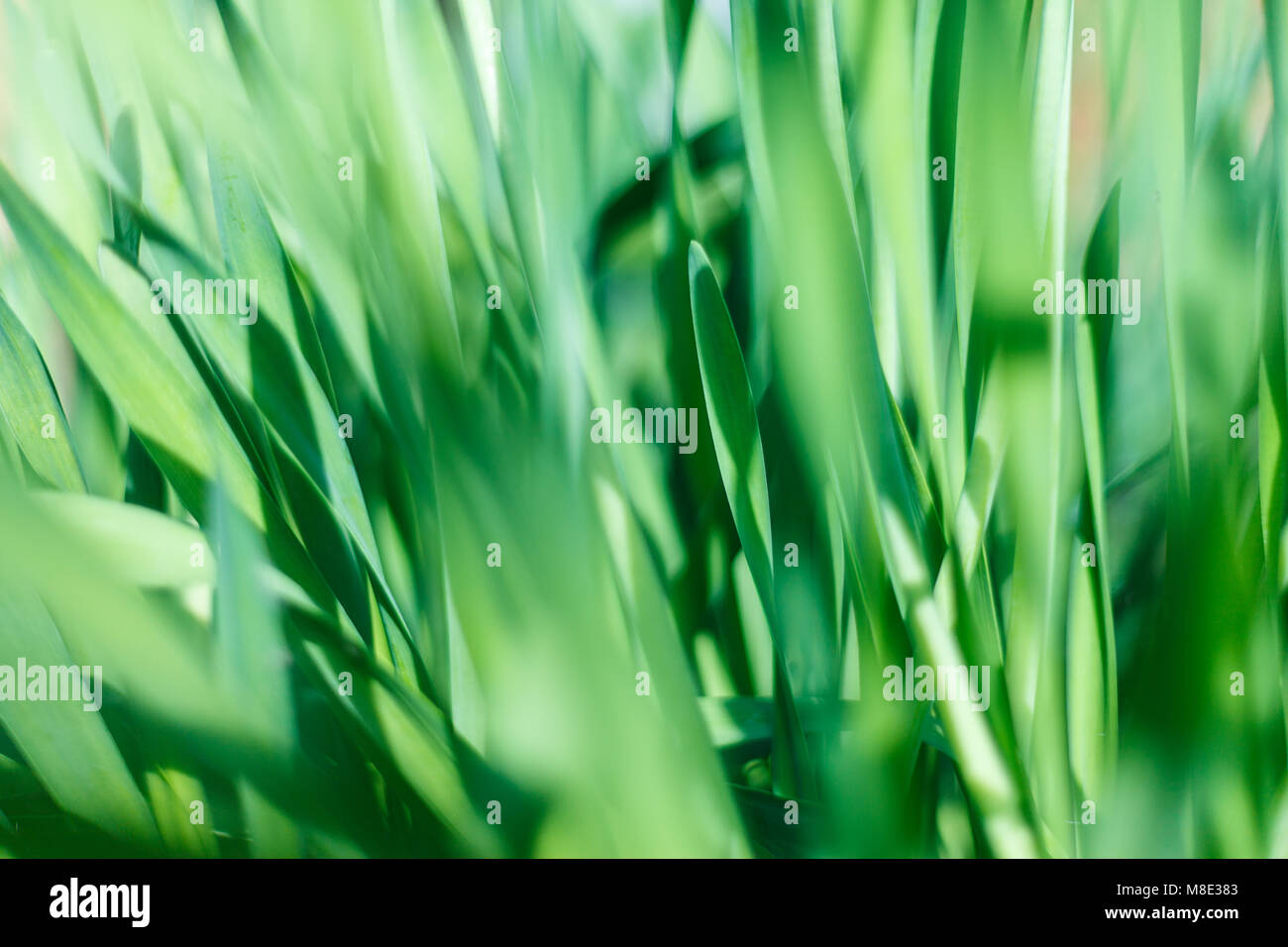 L'herbe verte fraîche avec de l'eau en gouttelettes sunshine Banque D'Images
