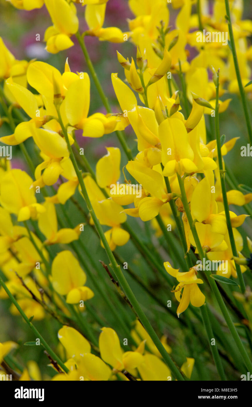 Floraison balai jaune vif en mai. Banque D'Images Floraison balai jaune vif en mai. Banque D'Images