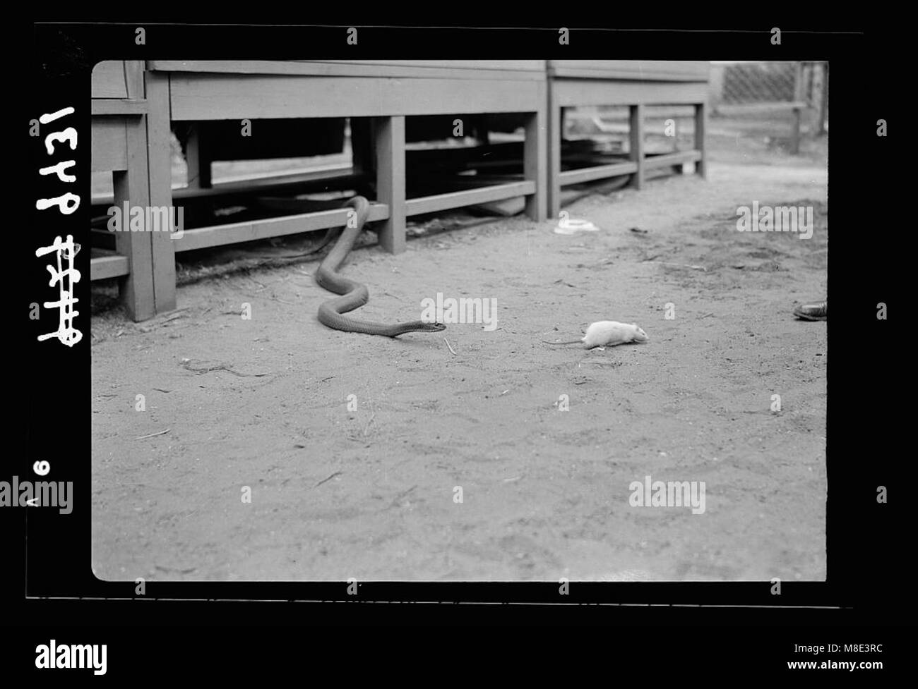 Photographie représentant un serpent poursuivant un rat blanc au zoo de tel Aviv. Cette image capture un moment de prédation dans l'environnement du zoo, mettant en valeur les comportements naturels des animaux. Banque D'Images