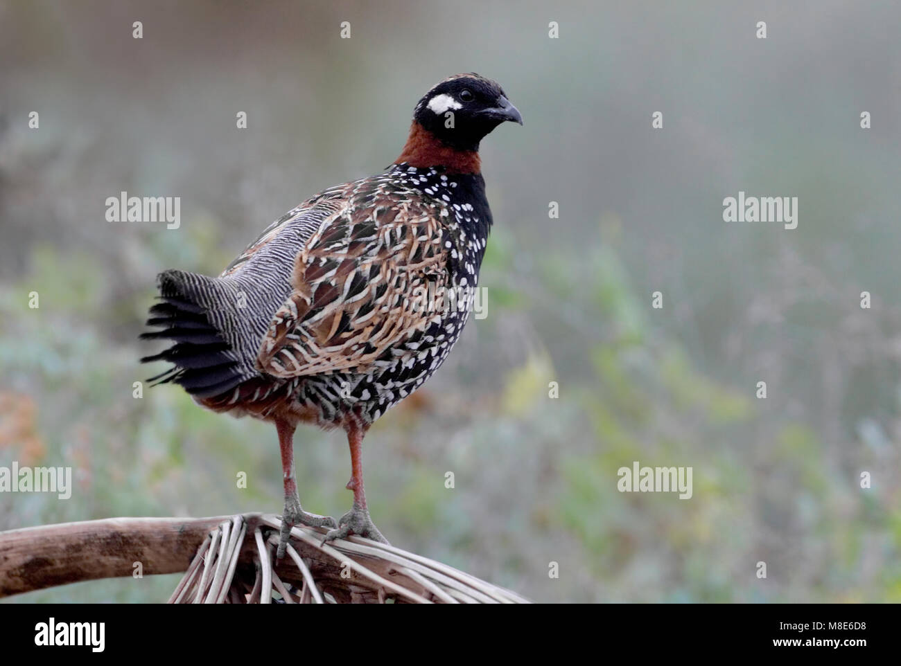 Francolijn schaunisland ; staand Francolin Noir debout Banque D'Images Francolijn schaunisland ; staand Francolin Noir debout Banque D'Images
