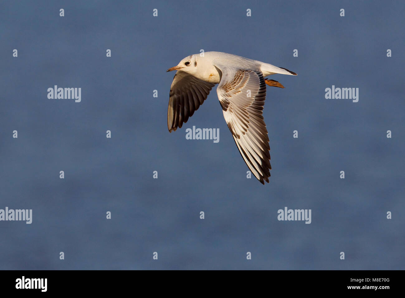 Dans Juveniele Kokmeeuw de viaje en avión ; La Mouette en vol Banque D'Images