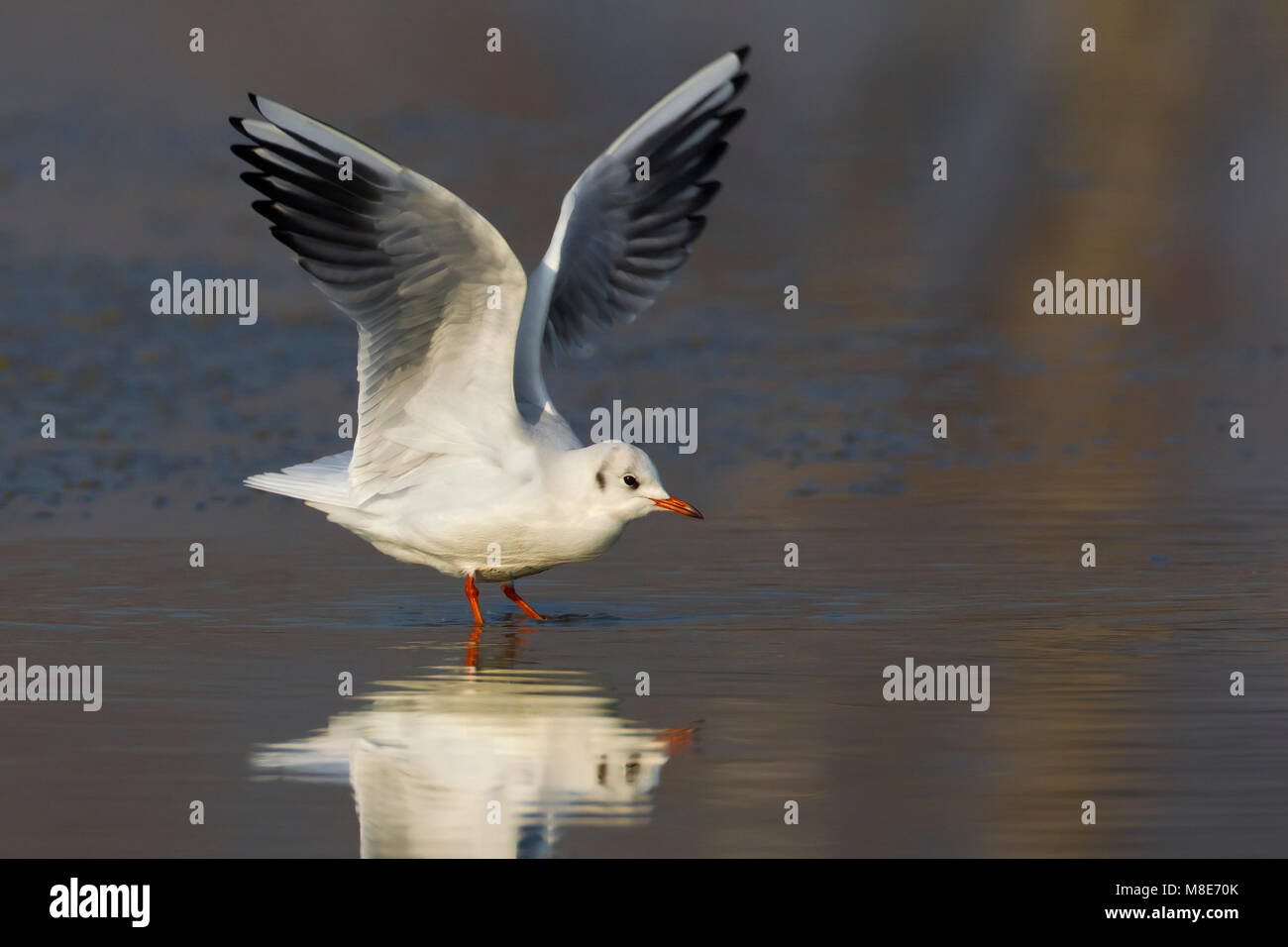 Volwassen Kokmeeuw dans winterkleed ; hiver adultes mouette Banque D'Images