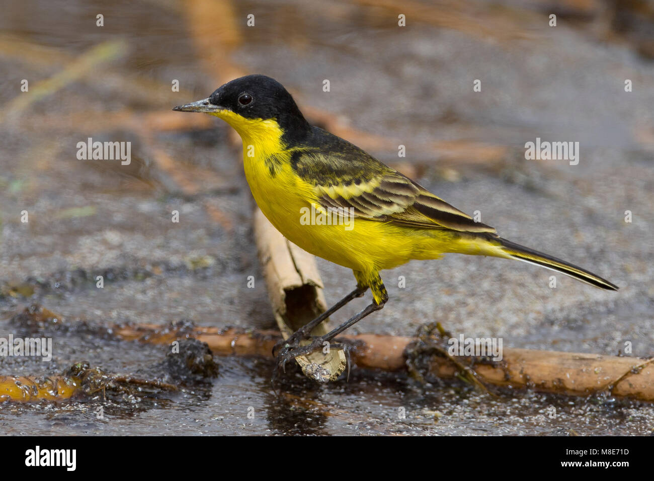 Cutrettola testanera ; Noir Bergeronnette printanière-Motacilla flava feldegg ; Banque D'Images