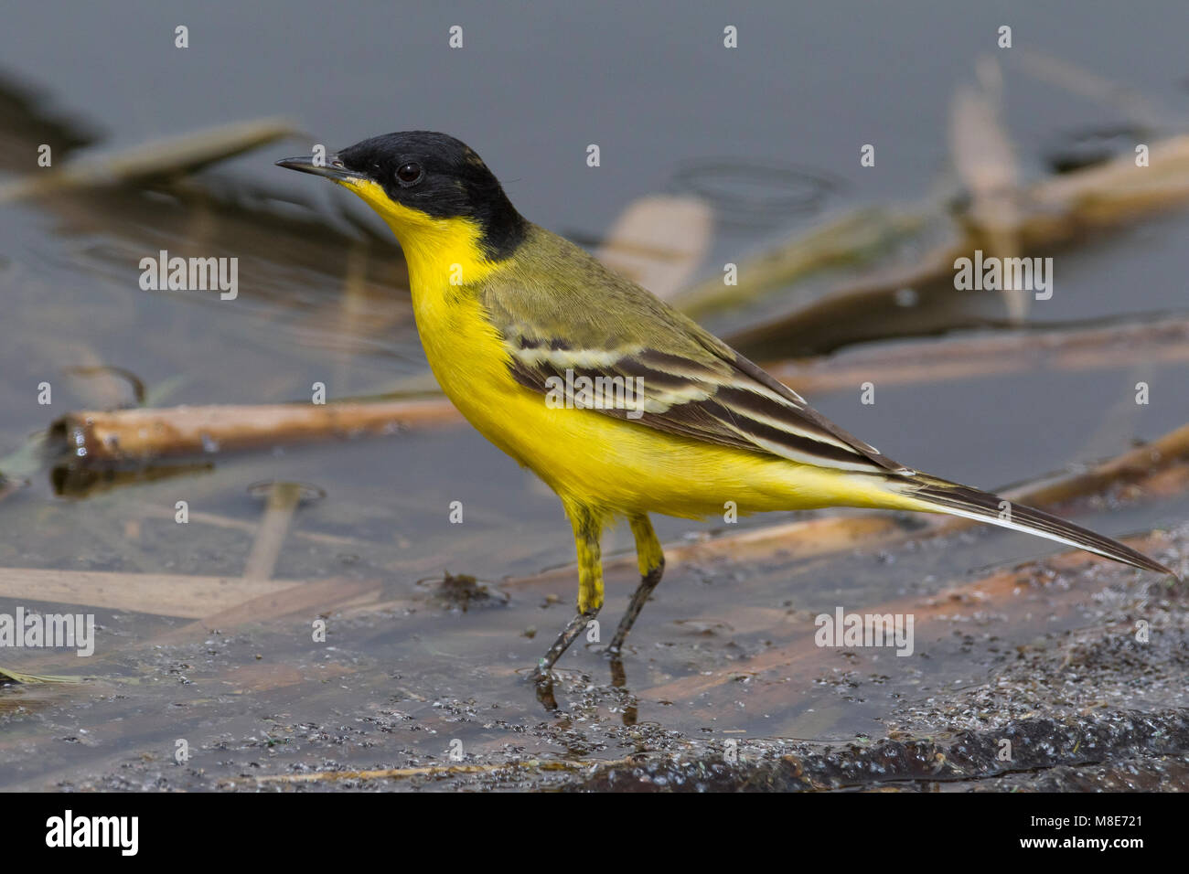 Cutrettola testanera ; Noir Bergeronnette printanière-Motacilla flava feldegg ; Banque D'Images