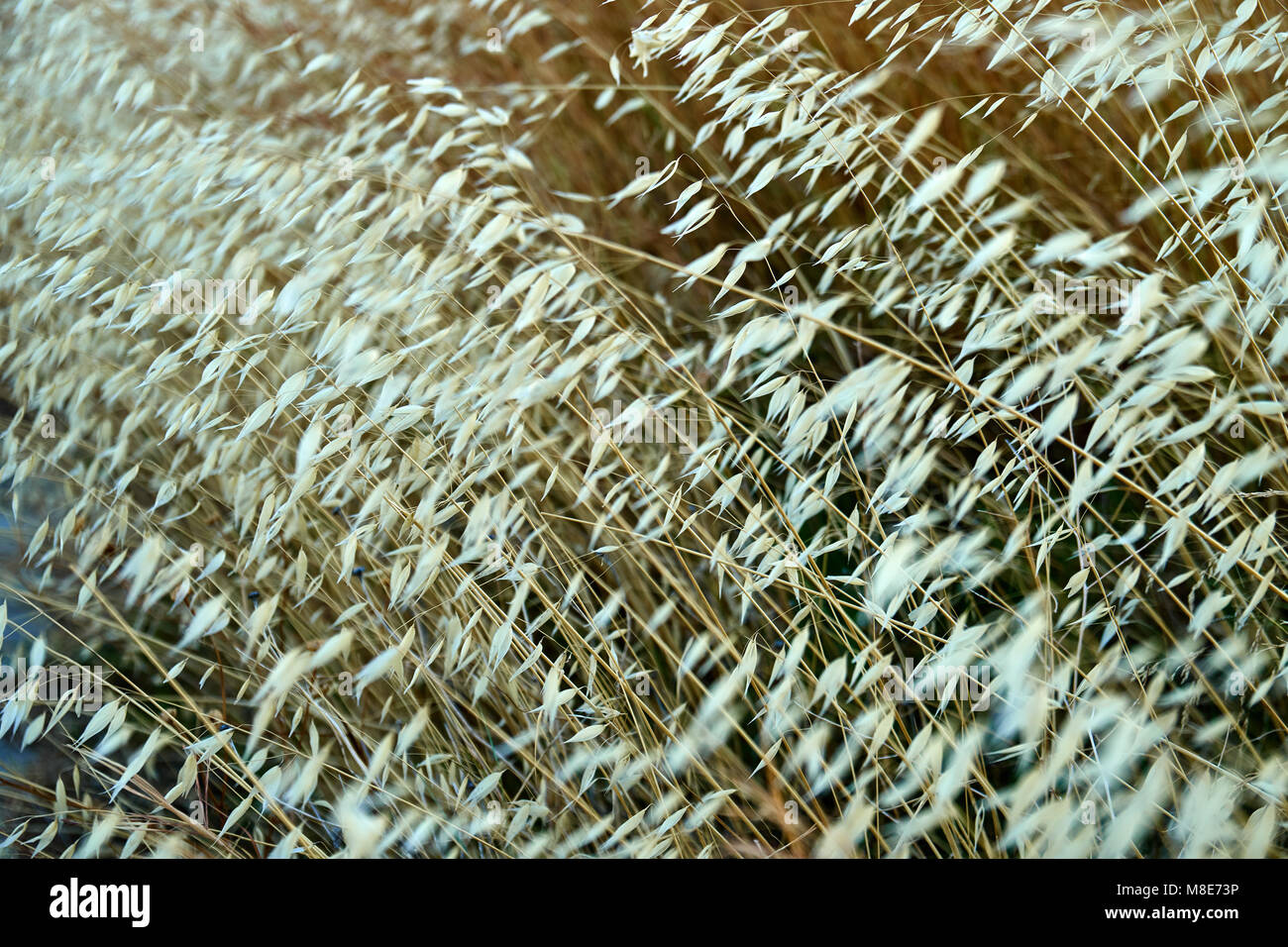 Plante d'avoine sauvage. Avena fatua, connue sous le nom d'avoine sauvage commune - herbe dans le genre d'avoine. Gros plan Banque D'Images