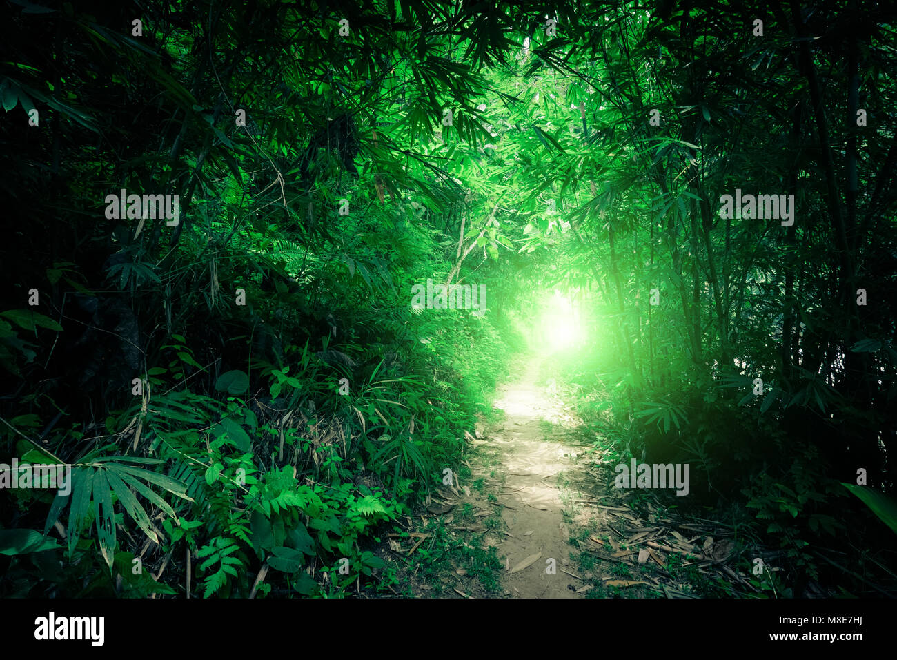 Imaginaire Paysage de forêt jungle tropicale avec tunnel et chemin chemin dans un écrin Banque D'Images