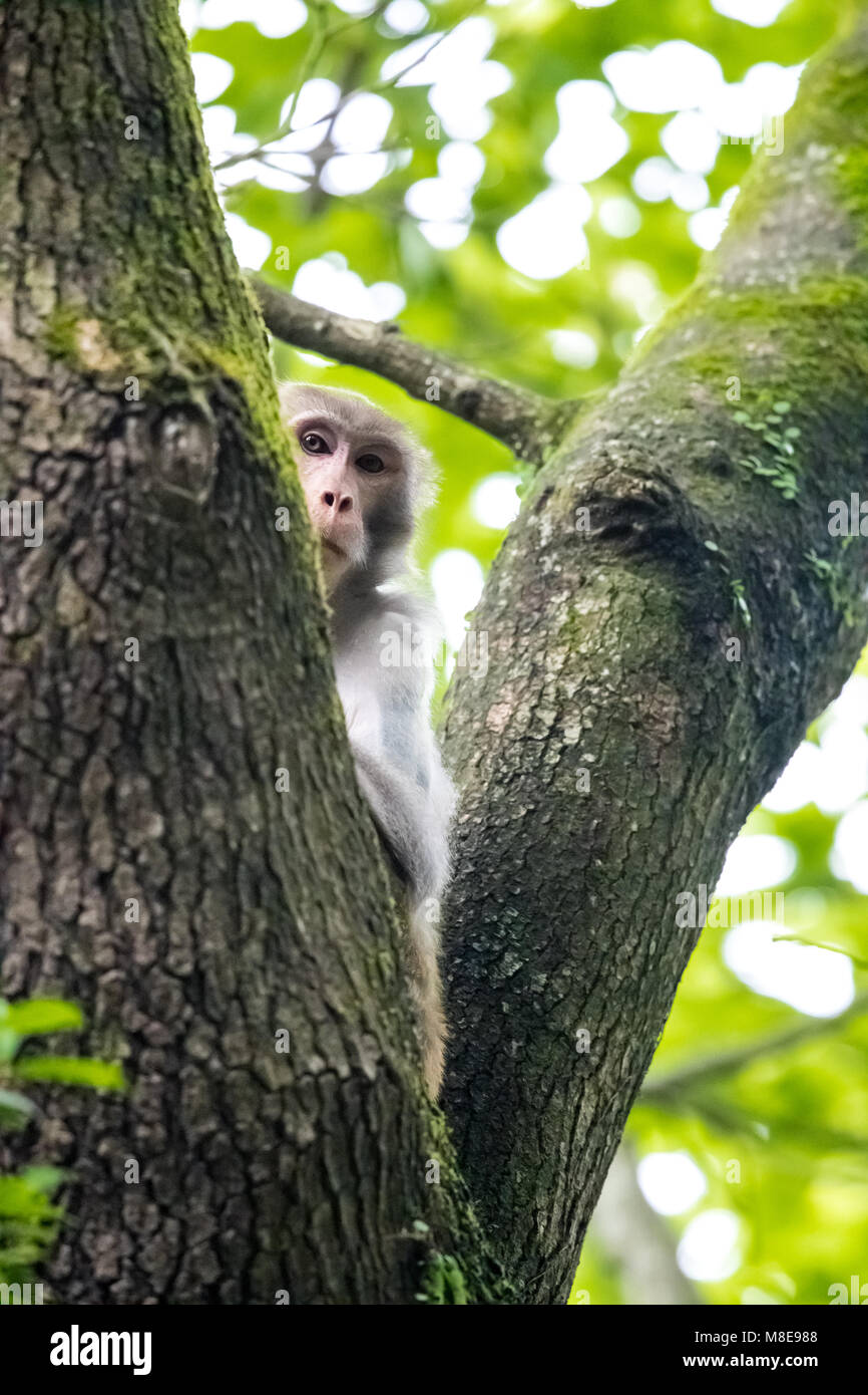 Singe Macaque perching on tree Banque D'Images