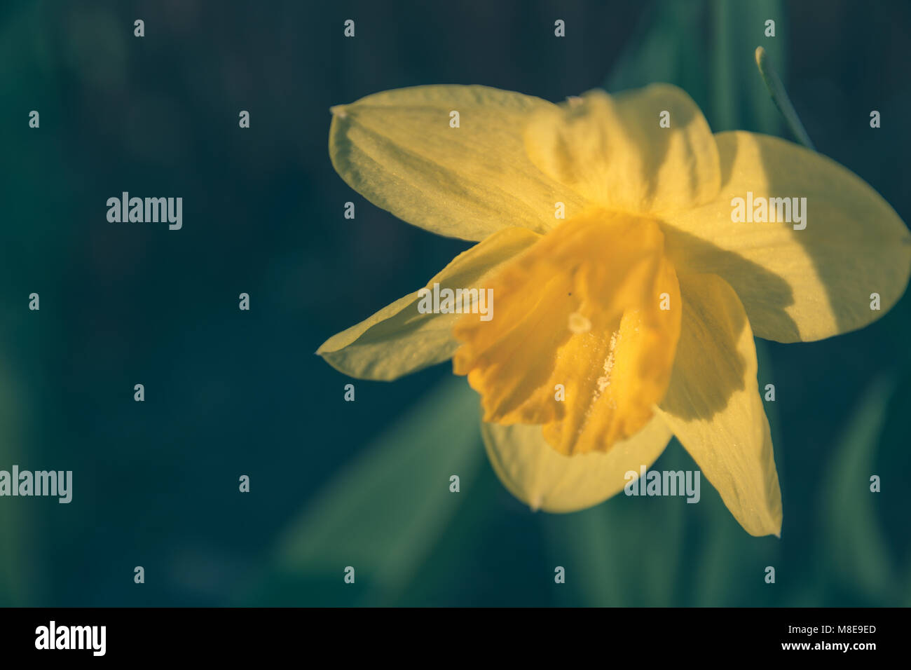 Belle fleur jaune jonquille ou narcisse dans la lumière du soleil sur fond vert. L'image parfaite pour le printemps, l'arrière-plan du paysage de fleurs. Banque D'Images