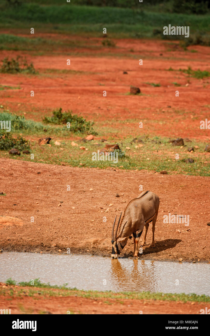 - Oryx de beisa Oryx gazella beisa, grandes antilopes de la savane africaine, le parc national de Tsavo, au Kenya. Banque D'Images