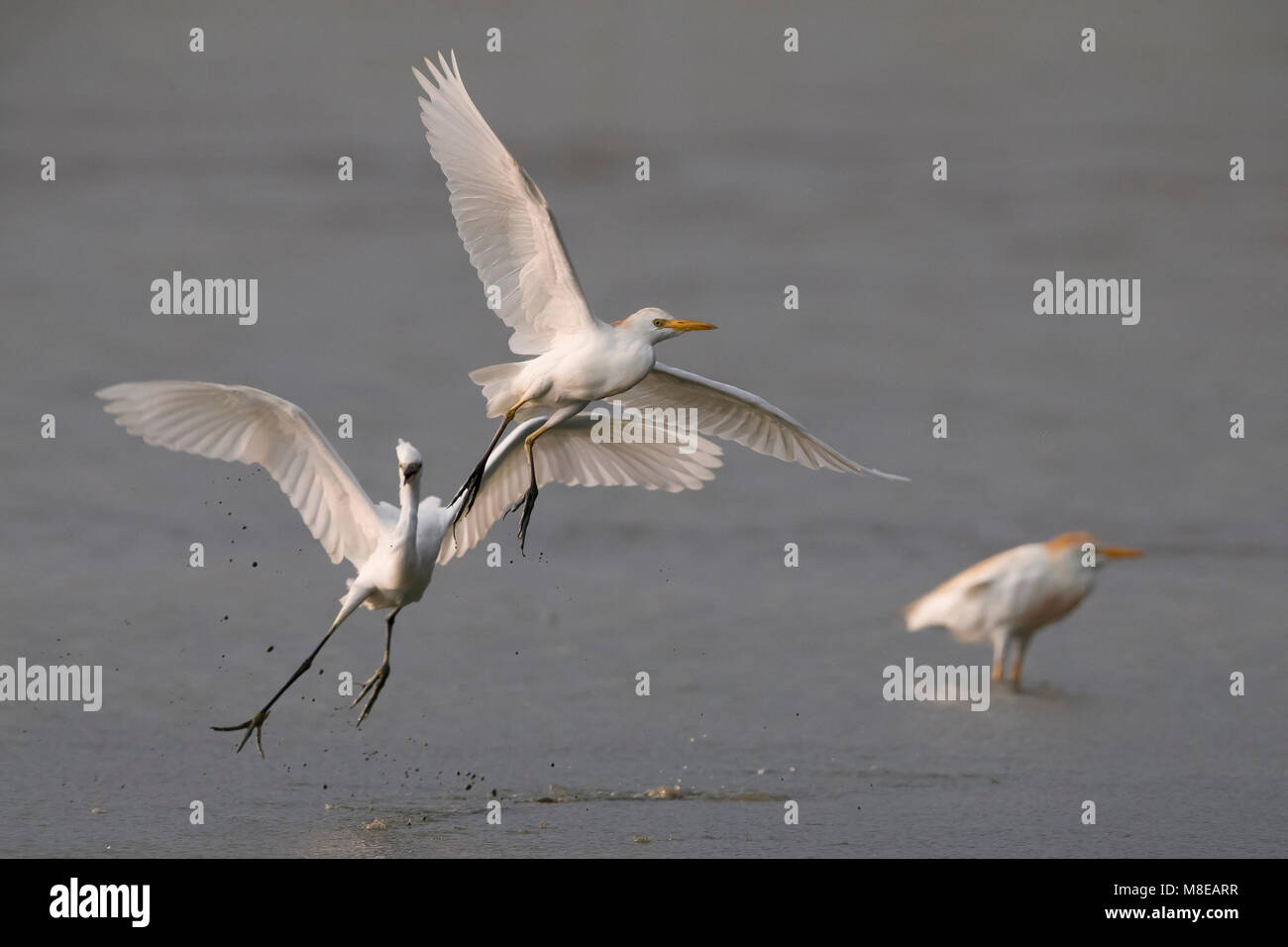 L'image d'oiseaux par Daniele Occhiato Banque D'Images