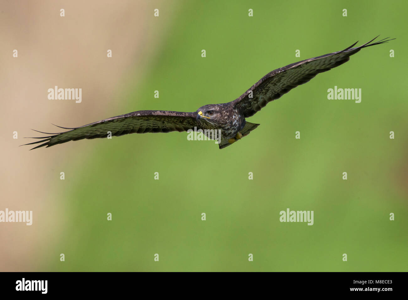 Buizerd ssp rothschildi ; Açores ; Buse variable Buteo buteo rothschildi Banque D'Images