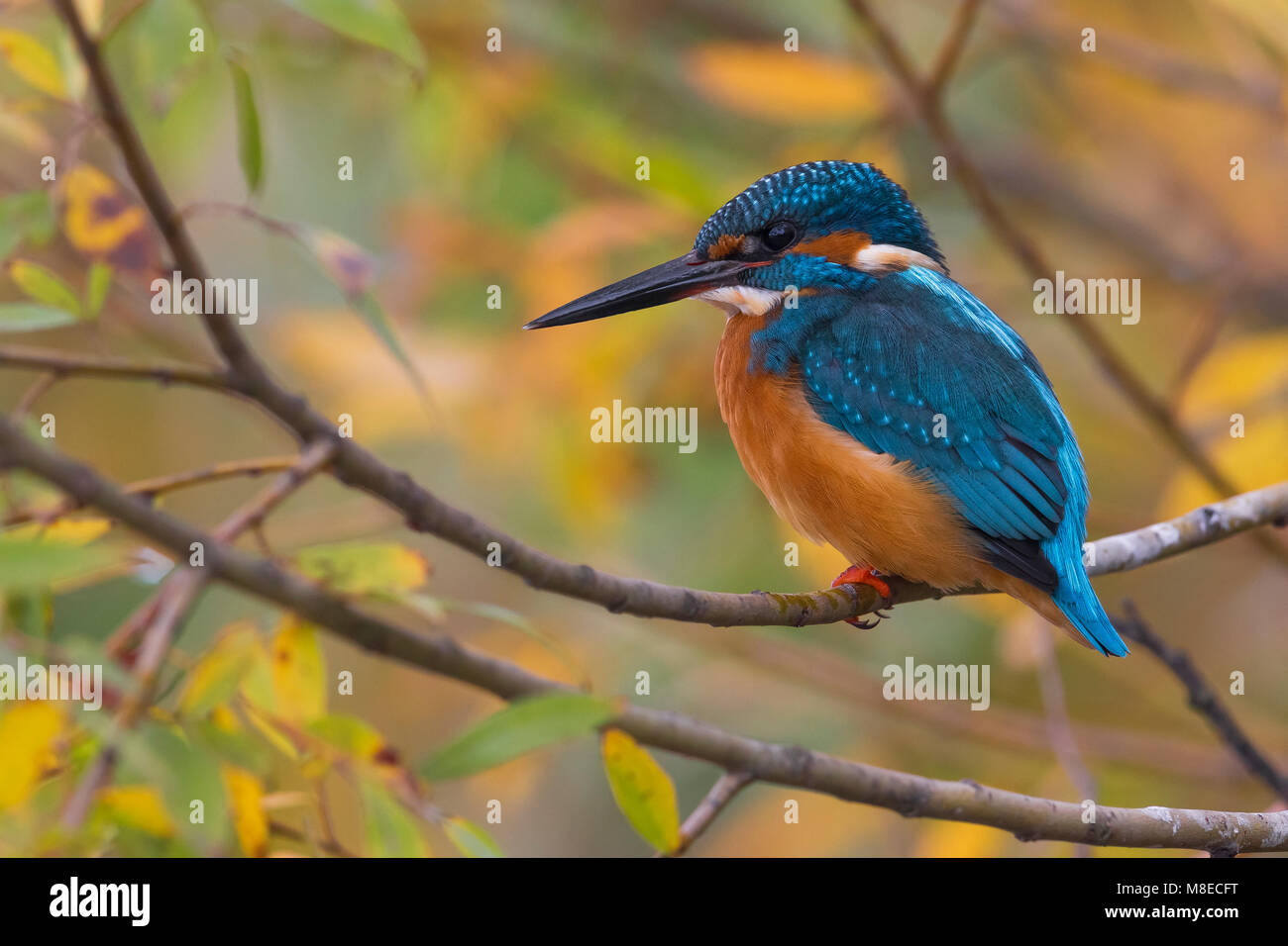 IJsvogel Kingfisher commun ; Banque D'Images