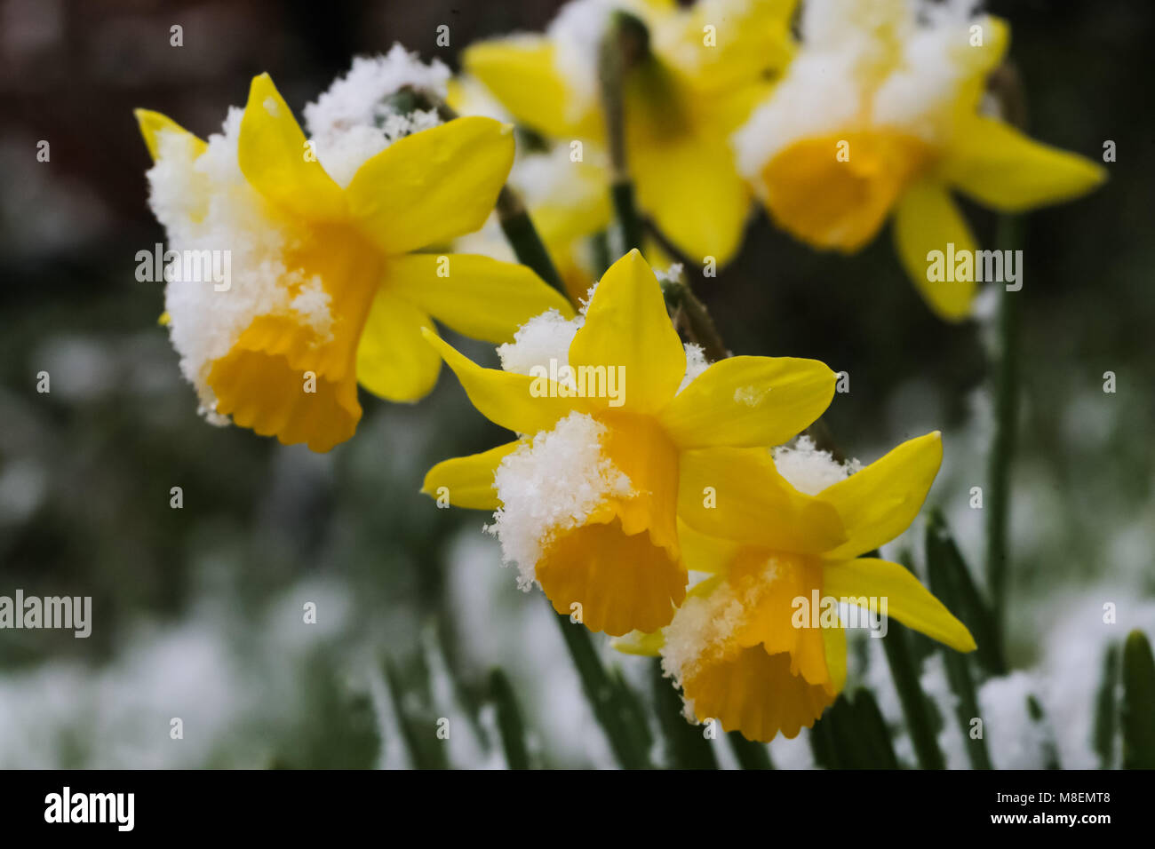 Londres, Royaume-Uni, 17 mars 2018. Londres se réveille à rare neige de printemps comme la "bête de l'Est' renvoie. Les jonquilles recouverts d'une mince couche de neige. Credit : Amanda Rose/Alamy Live News Banque D'Images