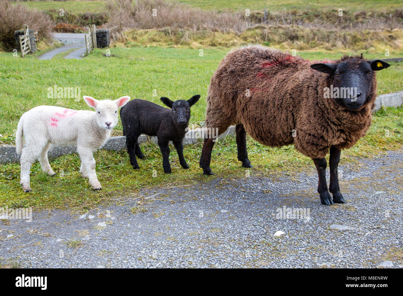 Une brebis et ses agneaux perdu 2, dans le jardin de l'île de Valentia, comté de Kerry, Irlande sur St Patrick's Day Banque D'Images