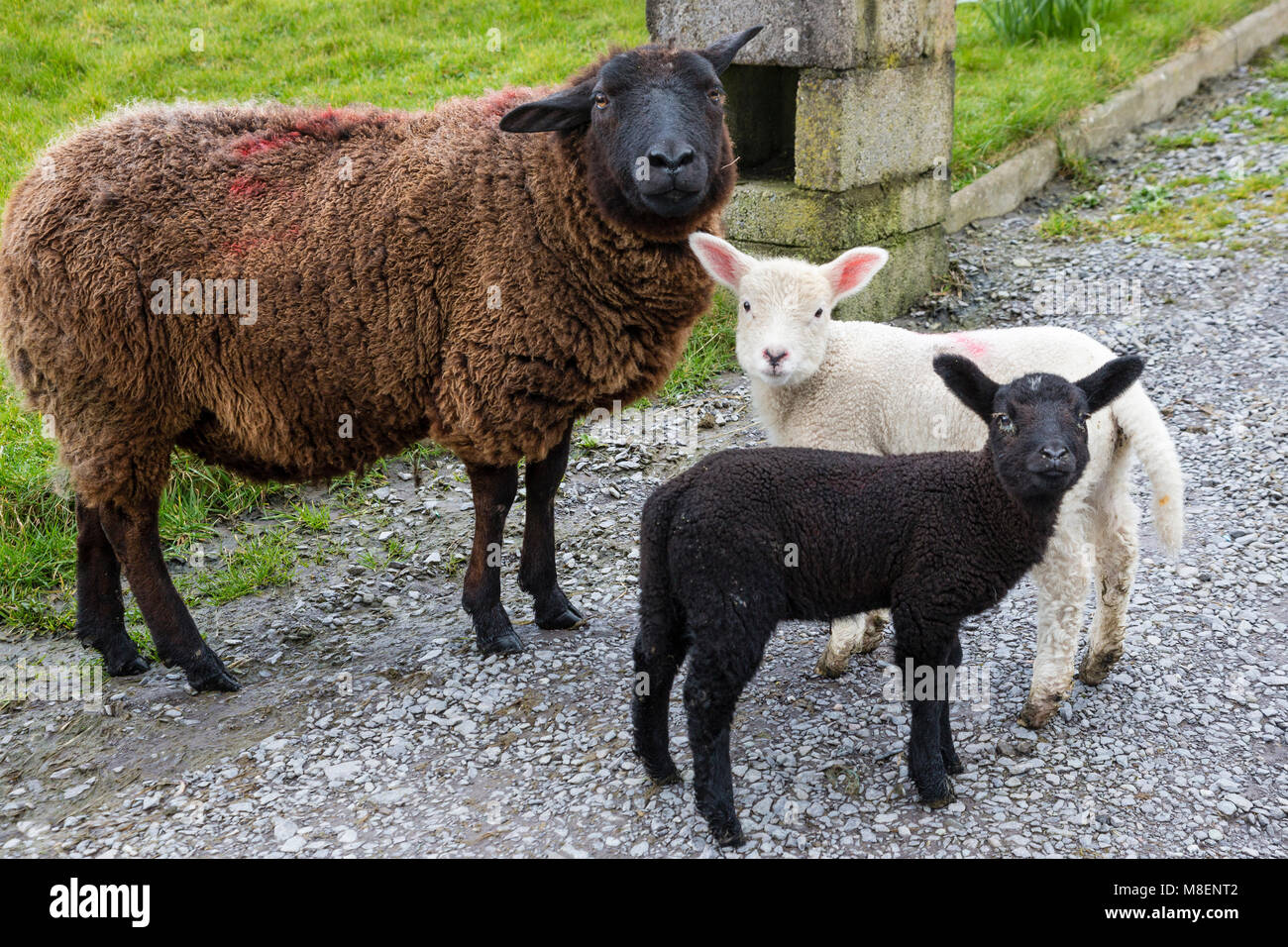 Une brebis et ses agneaux perdu 2, dans le jardin de l'île de Valentia, comté de Kerry, Irlande sur St Patrick's Day Banque D'Images