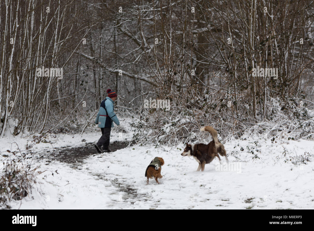 Gravesend, Royaume-Uni. 17 mars , 2018. La neige est tombée à Cobham woods juste à l'extérieur de Gravesend dans le Kent comme la Mini bête de l'Est apporte le gel des conditions météorologiques. Rob Powell/Alamy Live News Banque D'Images