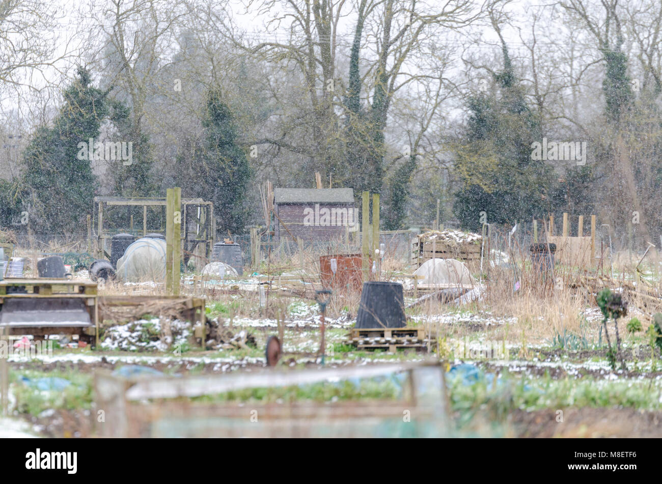 Fine couche de neige de l'hiver sur un allotissement dans South Cambridgeshire, Royaume-Uni Banque D'Images