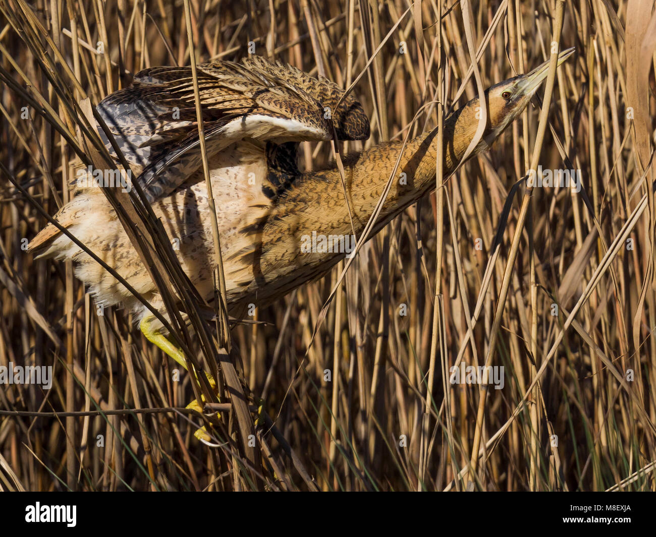 Roerdomp in het riet ; Grand Butor à reed Banque D'Images