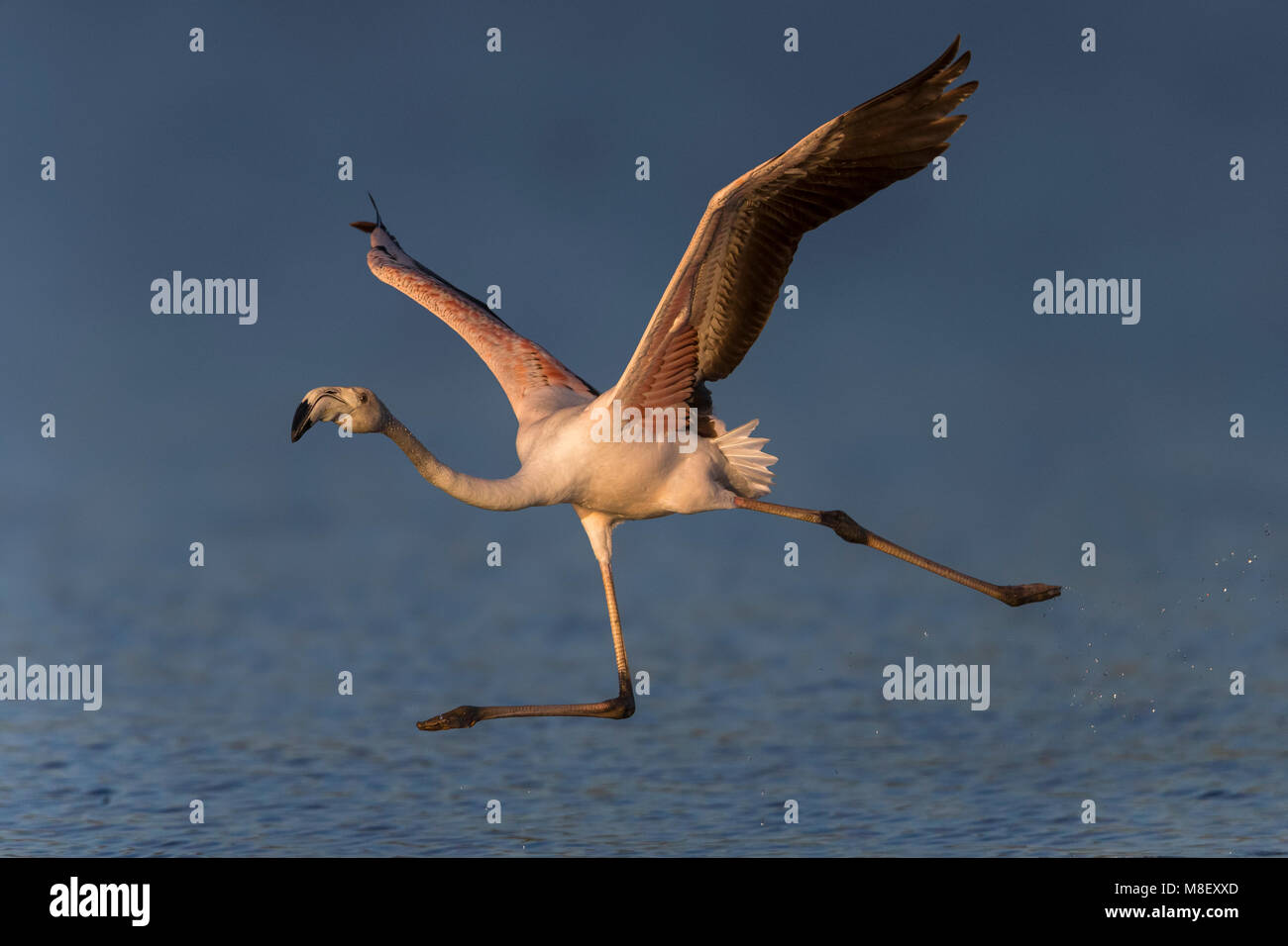 Flamingo ; flamant rose Phoenicopterus roseus ; Banque D'Images