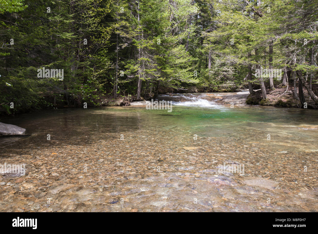 Au cours d'eau du bassin dans la région de Franconia Notch State Park à Lincoln, New Hampshire sur une journée de printemps ensoleillée. Banque D'Images