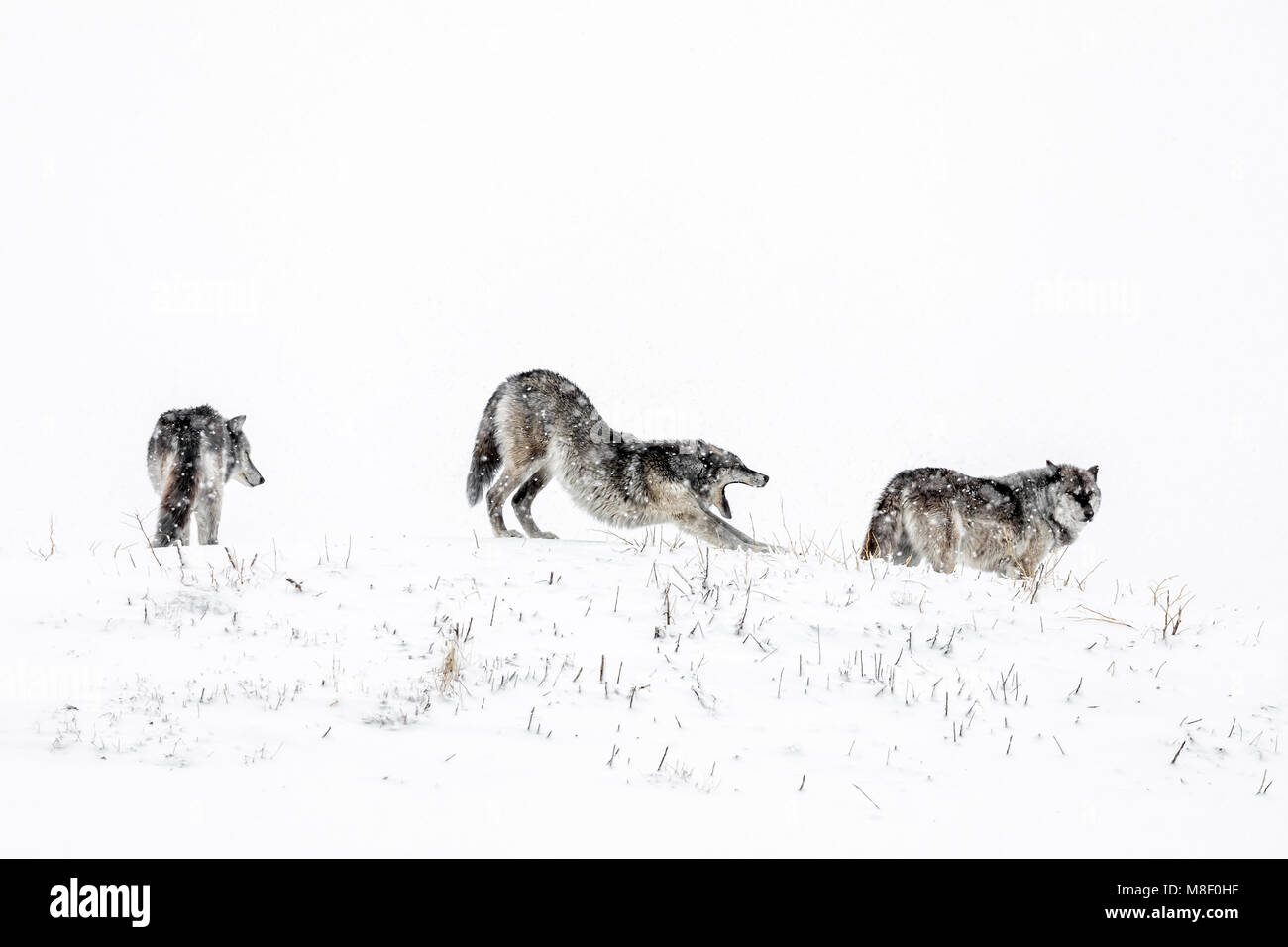 Le loup gris aussi connu comme le loup commun, Canis lupis, Manitoba, Canada. Banque D'Images