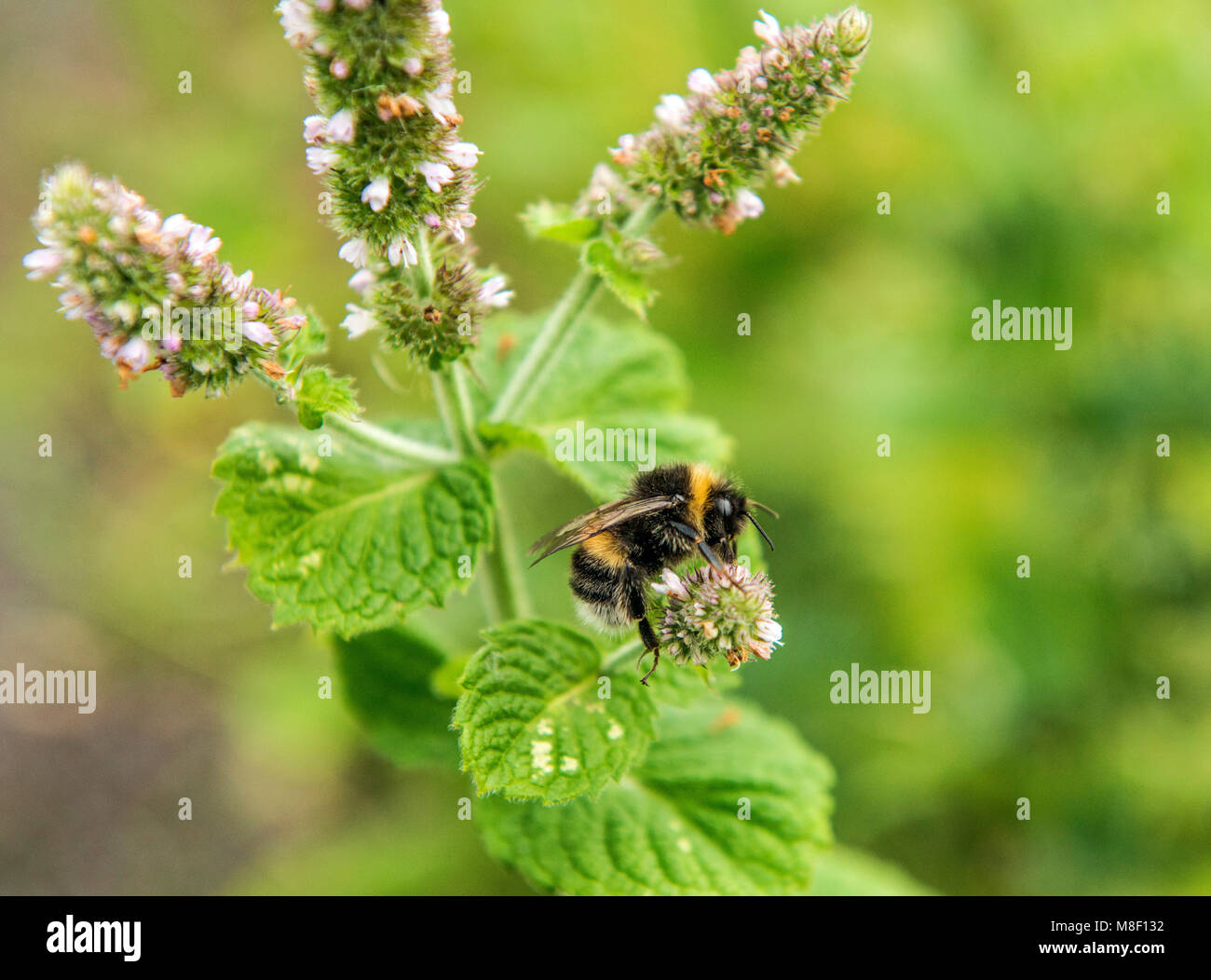 La recherche d'abeilles pollen nectar sur la menthe des fleurs en Octobre Banque D'Images