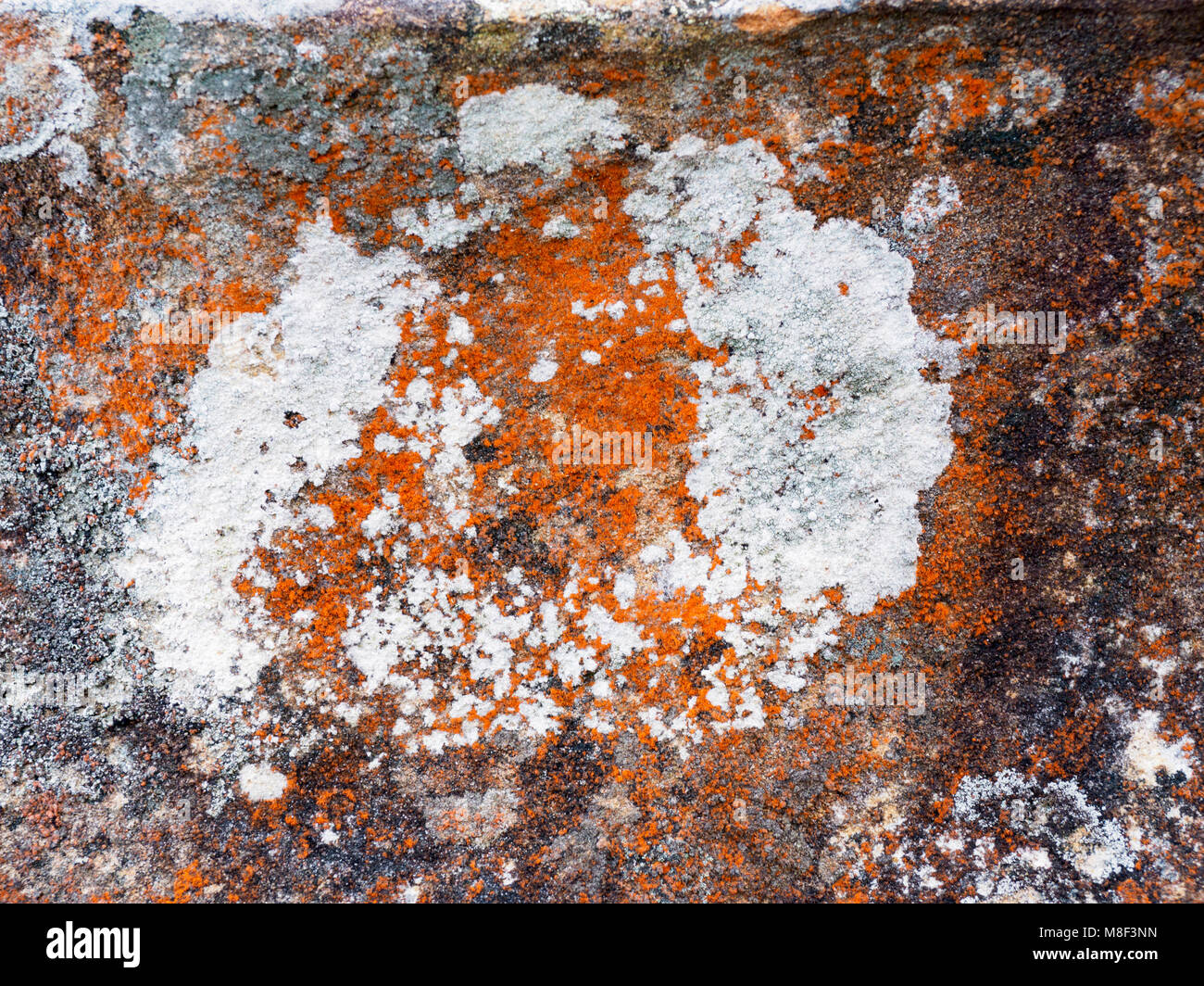 L'Australie, Nouvelle Galles du Sud, Abstract pattern sur roche dans les Montagnes Bleues Banque D'Images