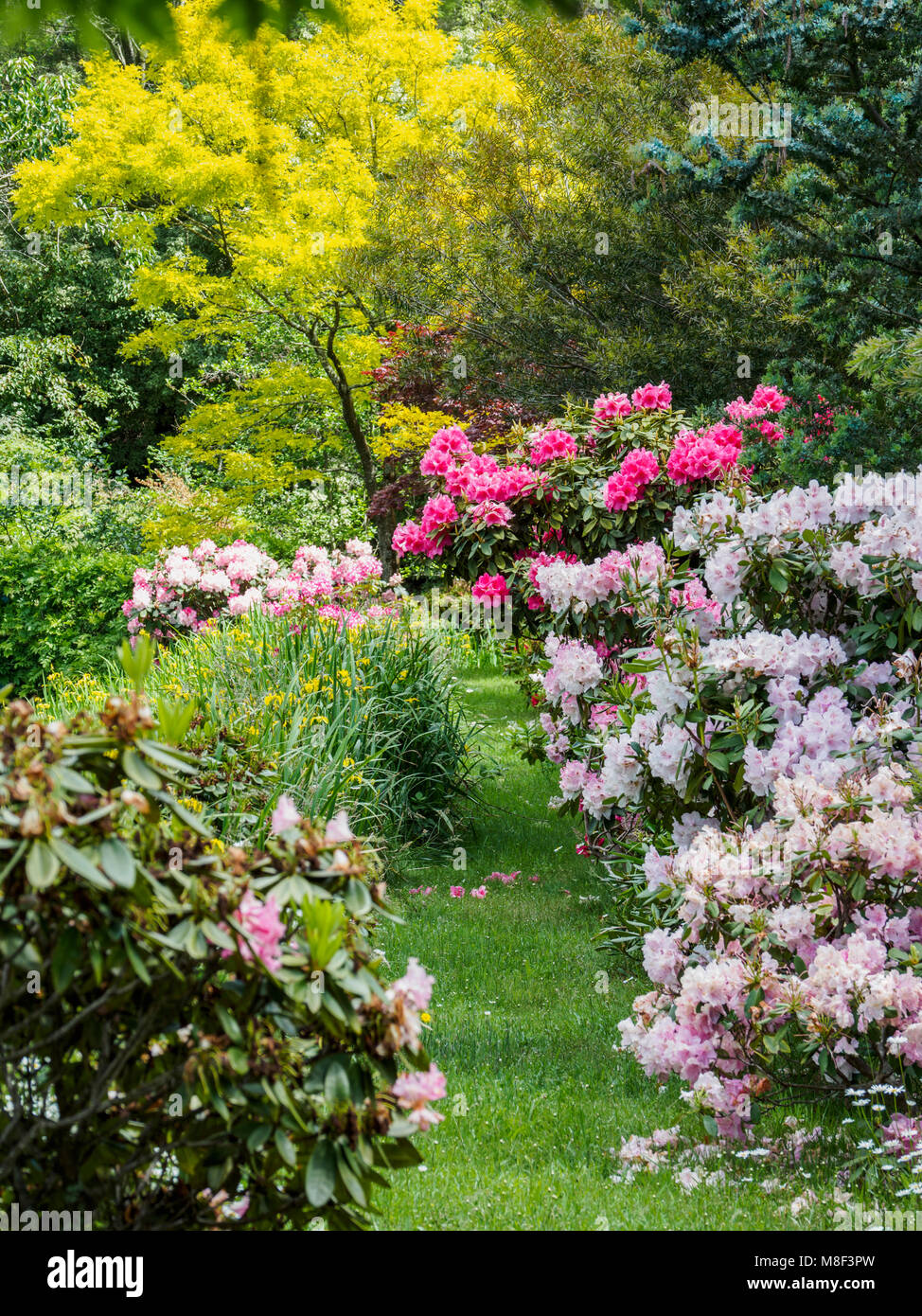 L'Australie, Nouvelle Galles du Sud, Katoomba, jardin avec arbres et buissons de rhododendrons vert Banque D'Images