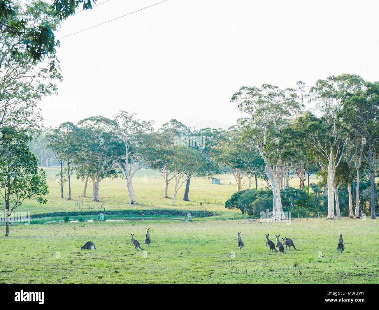 L'Australie, Kangaroo Valley, Mob de kangourous (Macropodidae) Banque D'Images