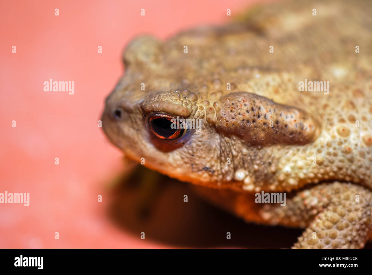 Crapaud Bufo bufo européenne Banque D'Images