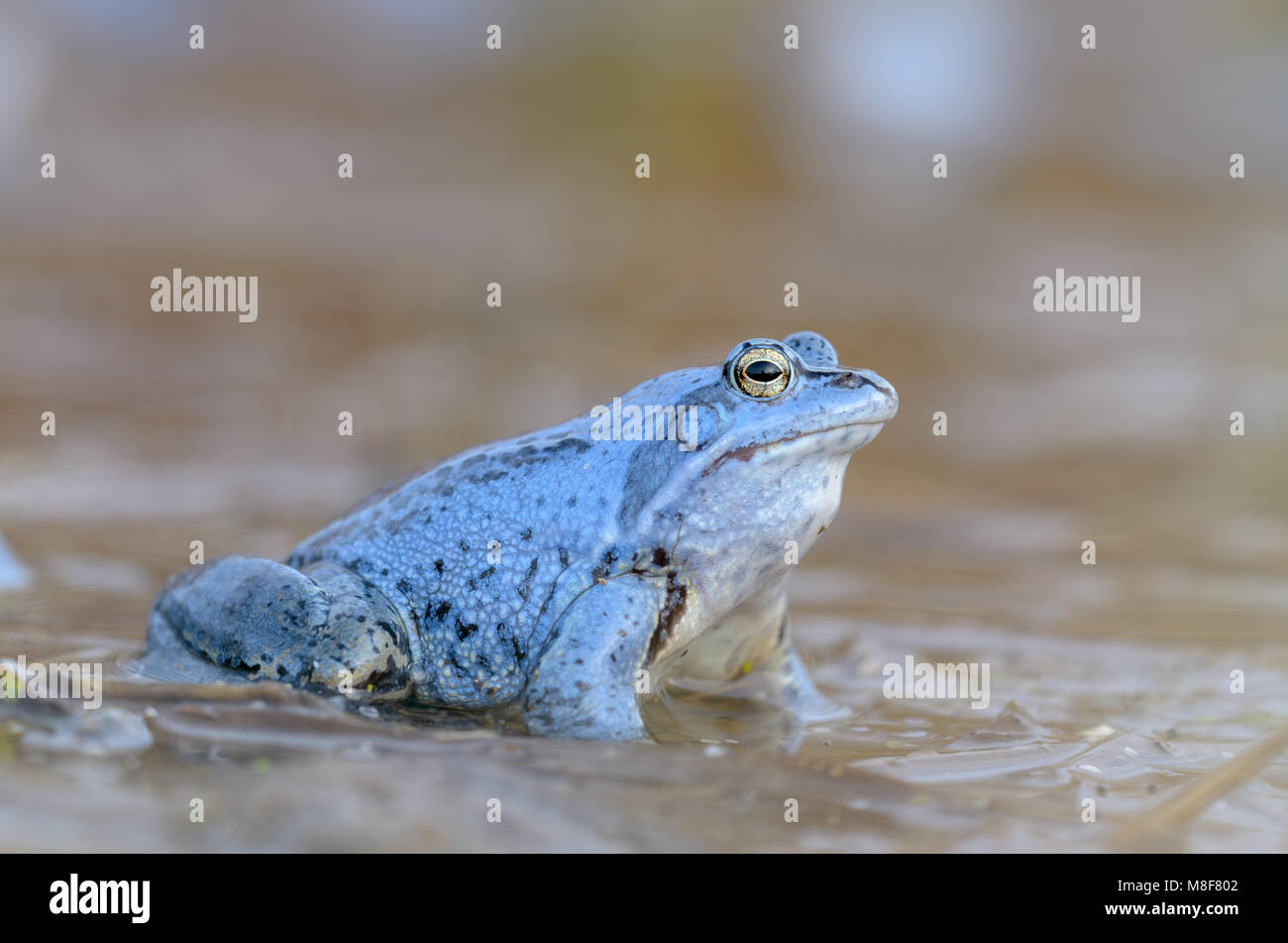 Moor Frog, Rana arvalis Banque D'Images