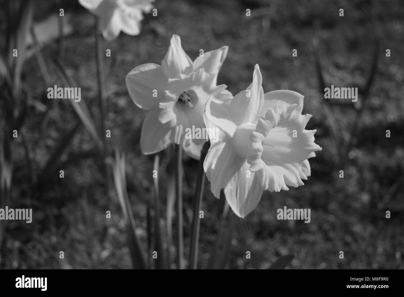 Fleurs fanées Banque D'Images