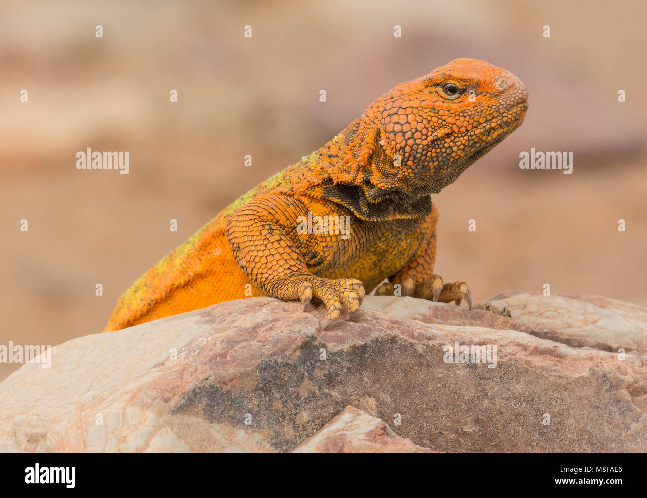 Mâle orange de couleur vive (Uromastyx acanthinura Uromastyx marocaine) dans le désert du Maroc en Afrique du Nord. Banque D'Images