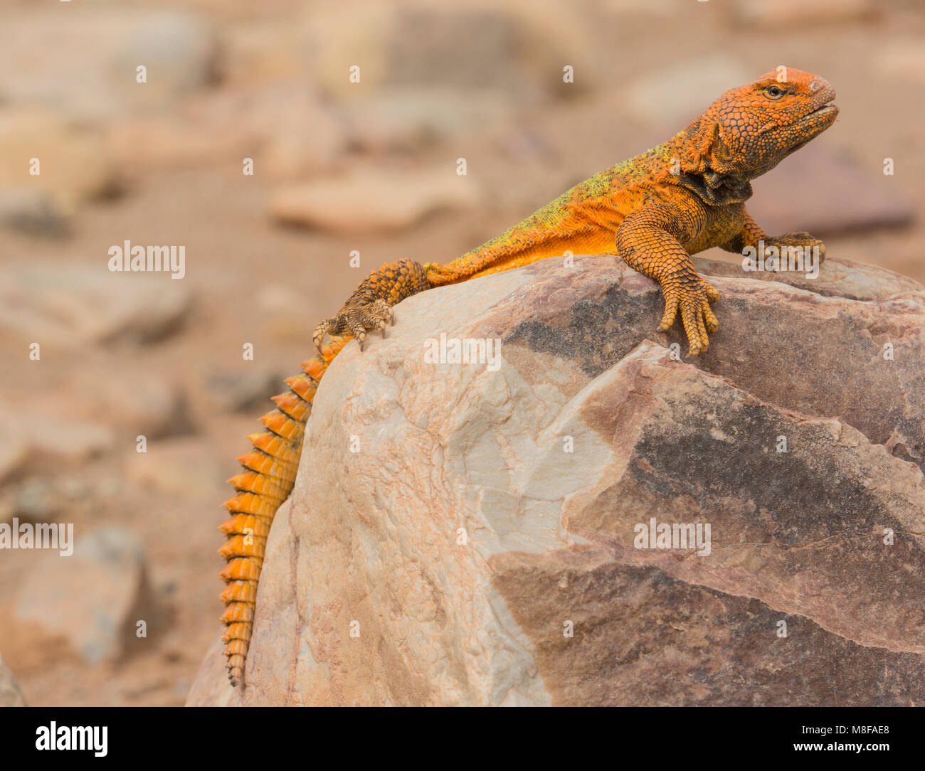 Mâle orange de couleur vive (Uromastyx acanthinura Uromastyx marocaine) dans le désert du Maroc en Afrique du Nord. Banque D'Images