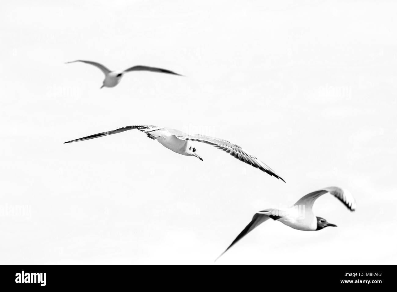 Image bird gull volant dans le ciel Banque D'Images