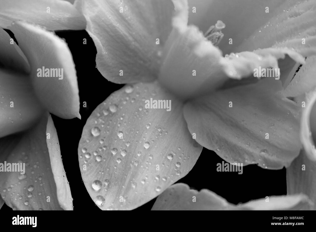 Gouttes de pluie sur les pétales de la Jonquille Banque D'Images